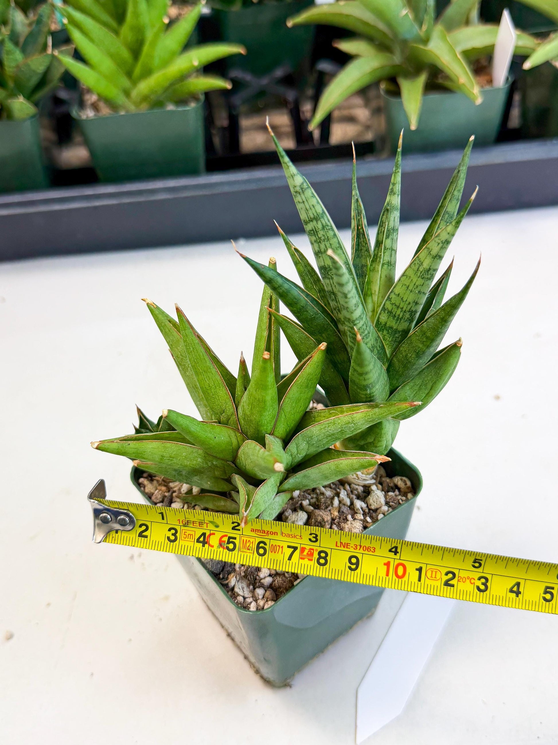 Sansevieria Rock Man (xl3) (2) | Rare Hybrids