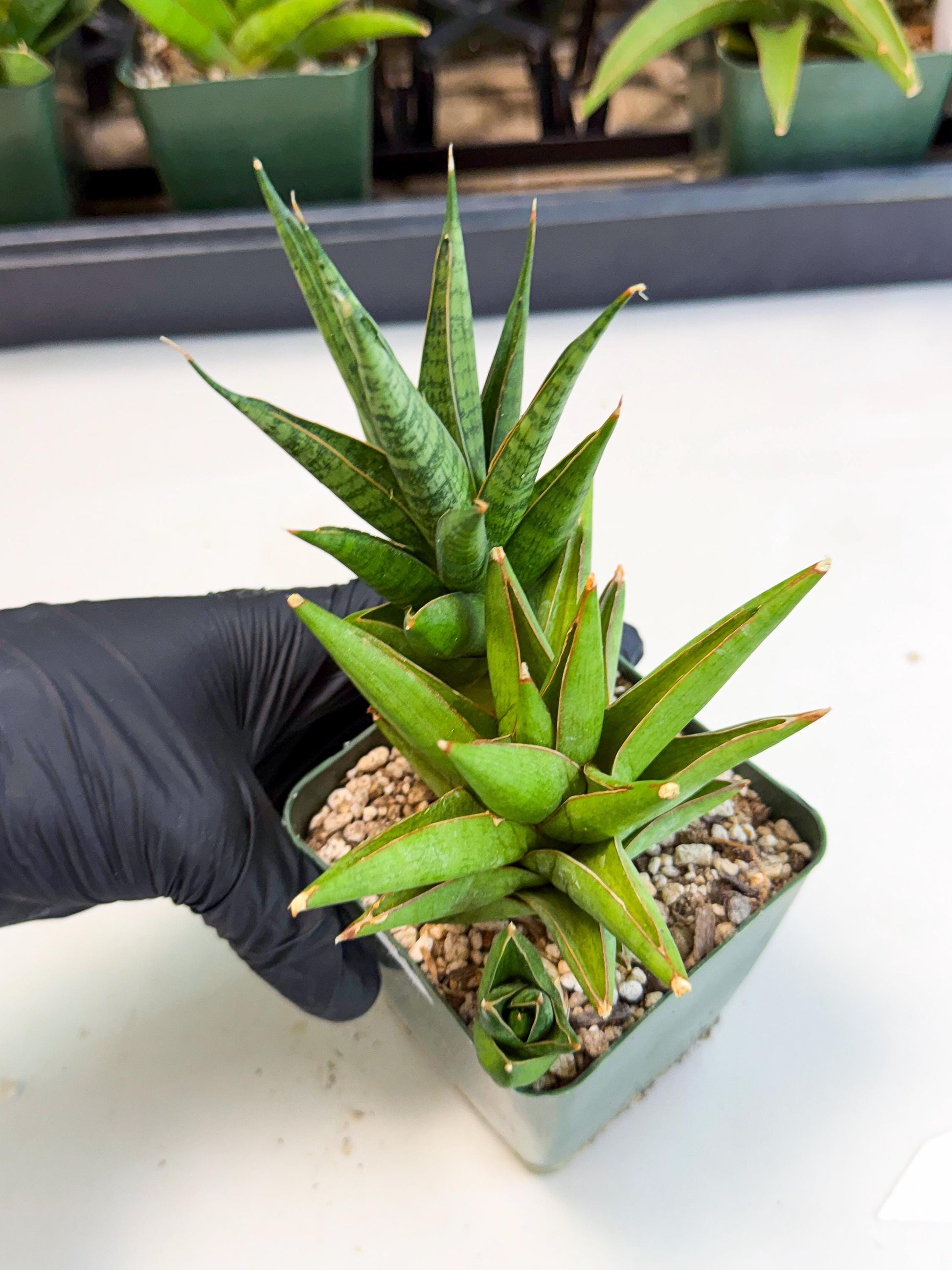 Sansevieria Rock Man (xl3) (2) | Rare Hybrids