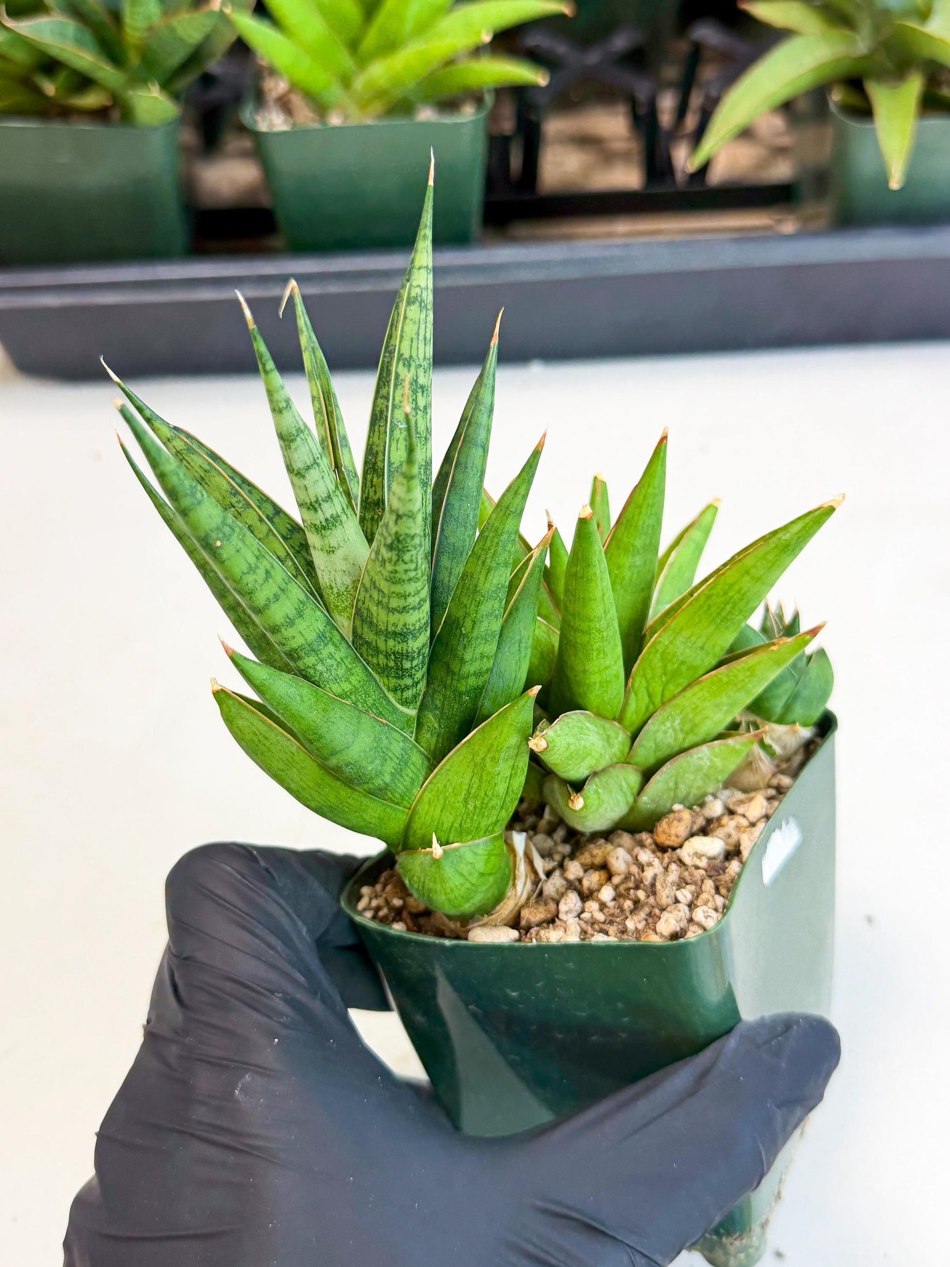 Sansevieria Rock Man (xl3) (2) | Rare Hybrids