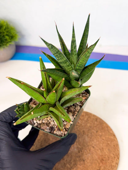 Sansevieria Rock Man (xl3) (2) | Rare Hybrids