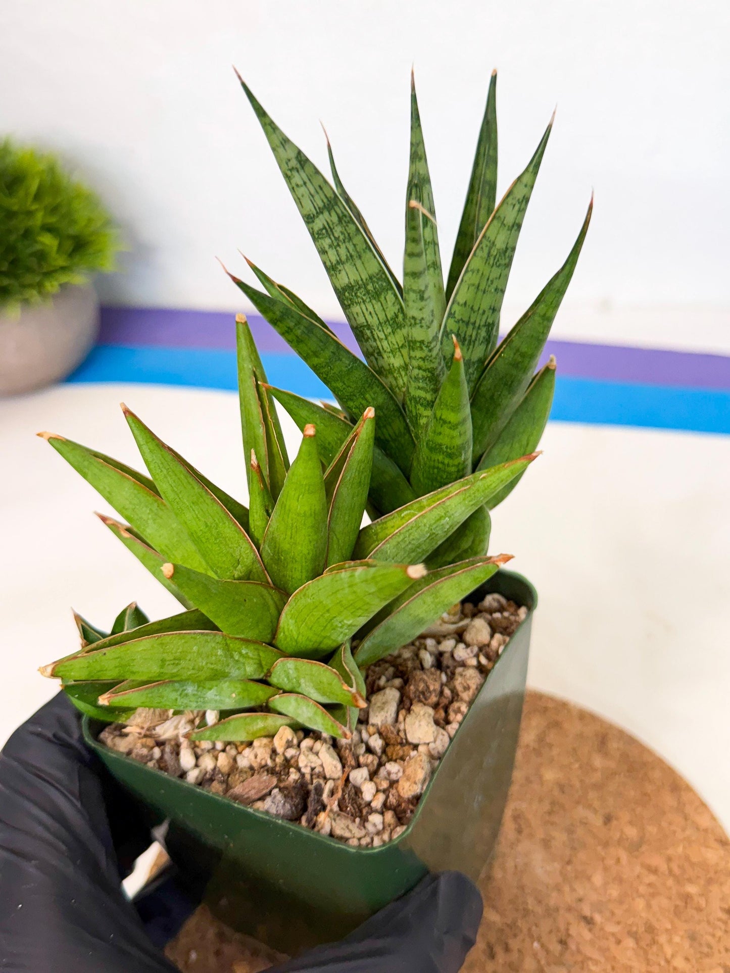 Sansevieria Rock Man (xl3) (2) | Rare Hybrids
