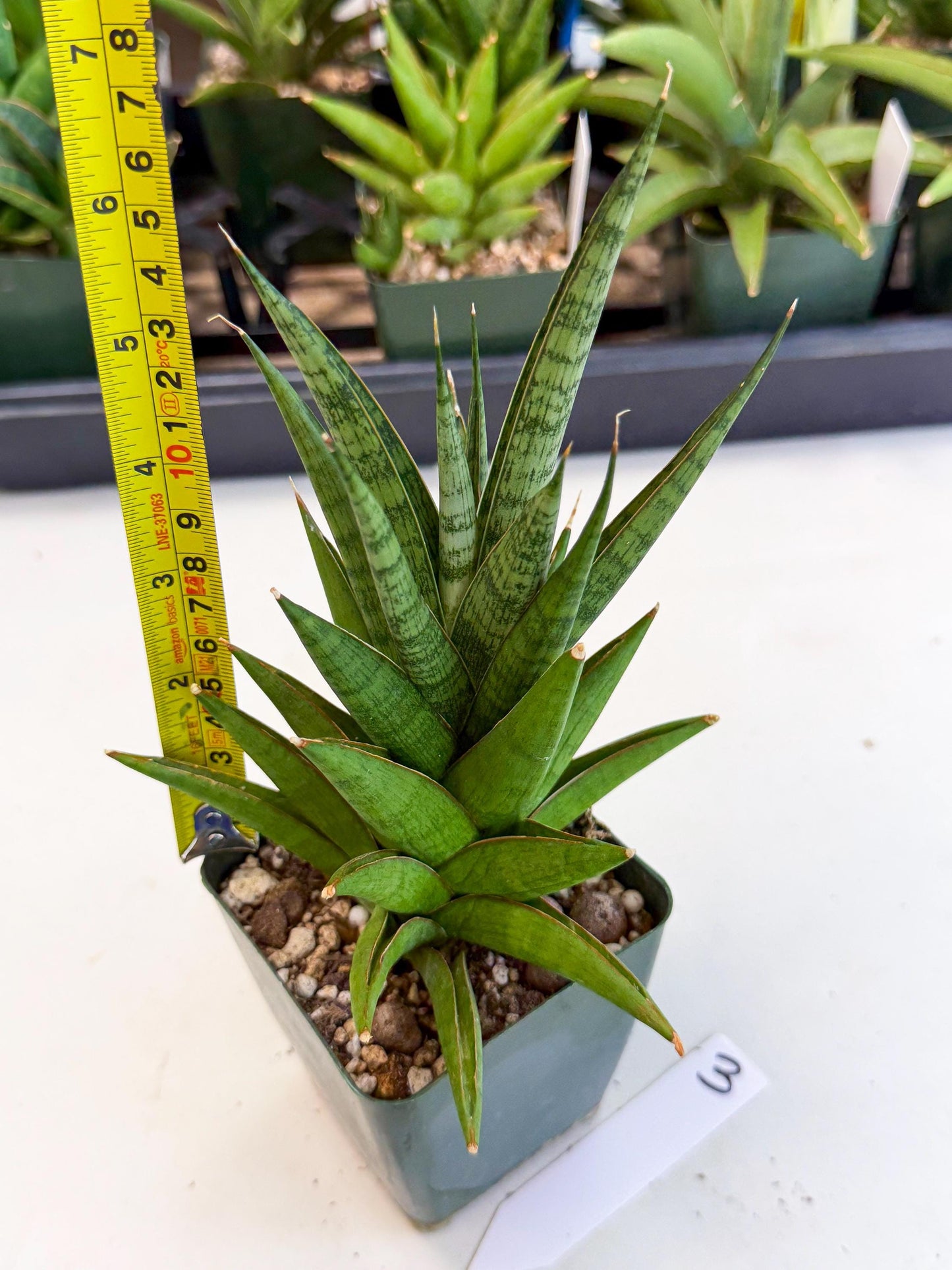 Sansevieria Rock Man (xl3) (3) | Rare Hybrids