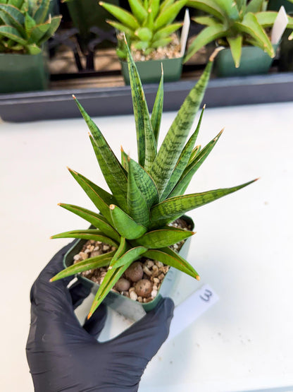 Sansevieria Rock Man (xl3) (3) | Rare Hybrids