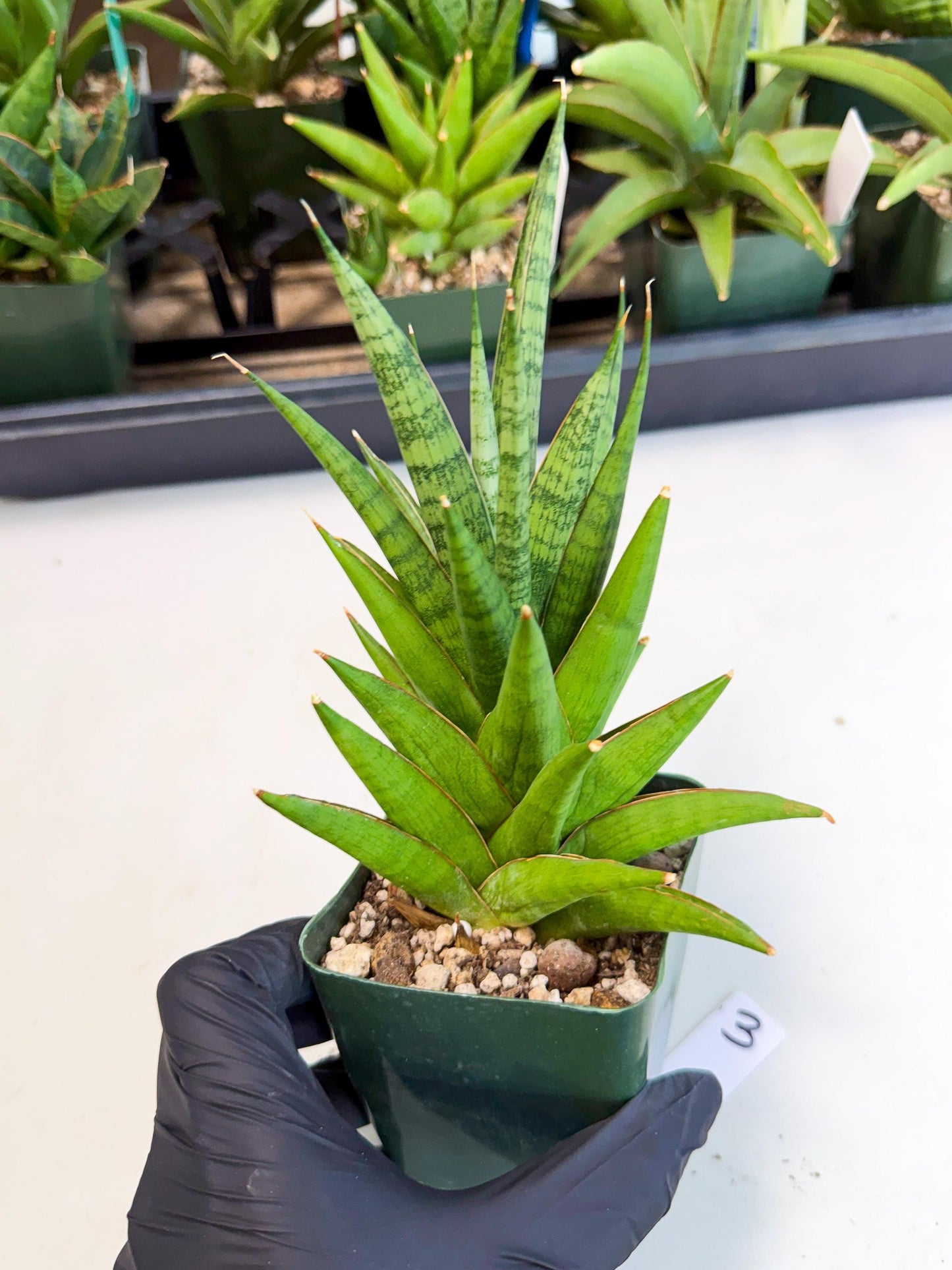 Sansevieria Rock Man (xl3) (3) | Rare Hybrids