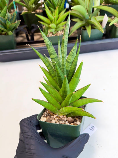 Sansevieria Rock Man (xl3) (3) | Rare Hybrids