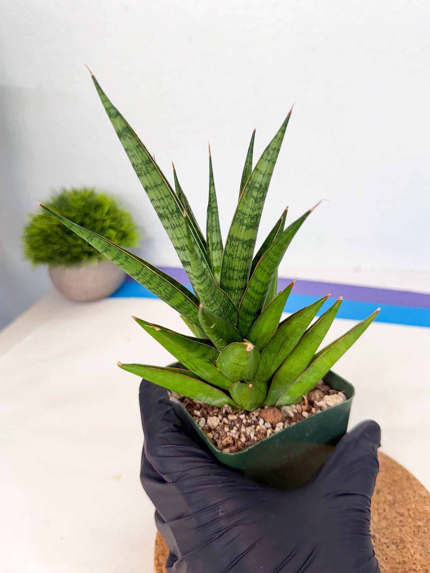 Sansevieria Rock Man (xl3) (3) | Rare Hybrids