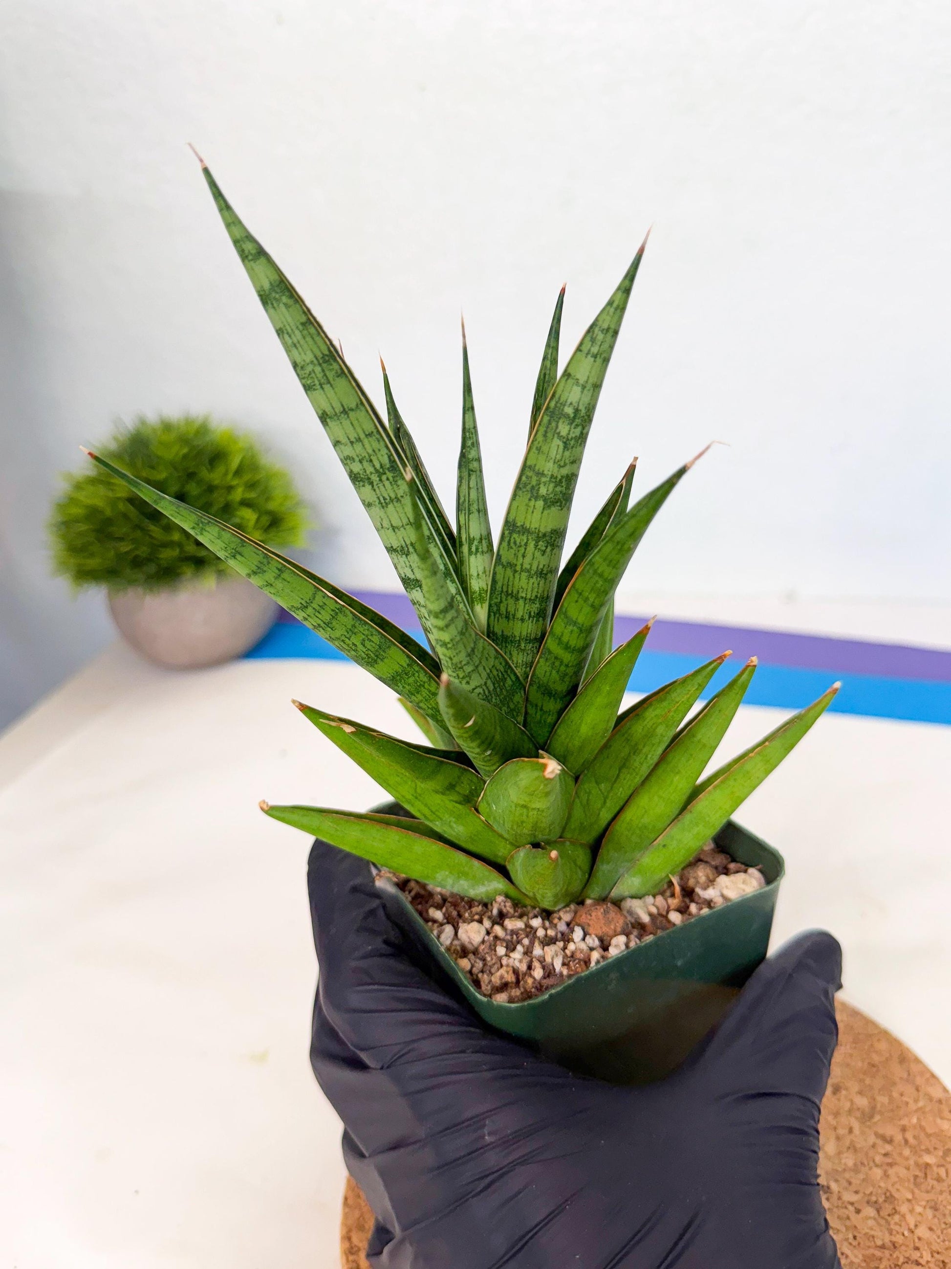 Sansevieria Rock Man (xl3) (3) | Rare Hybrids