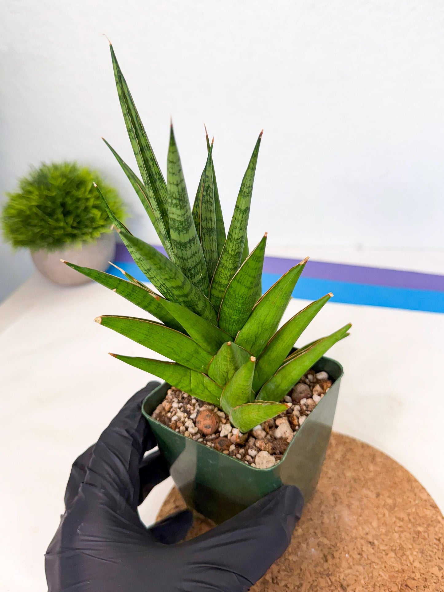 Sansevieria Rock Man (xl3) (3) | Rare Hybrids