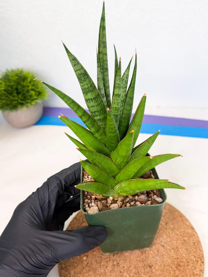 Sansevieria Rock Man (xl3) (3) | Rare Hybrids
