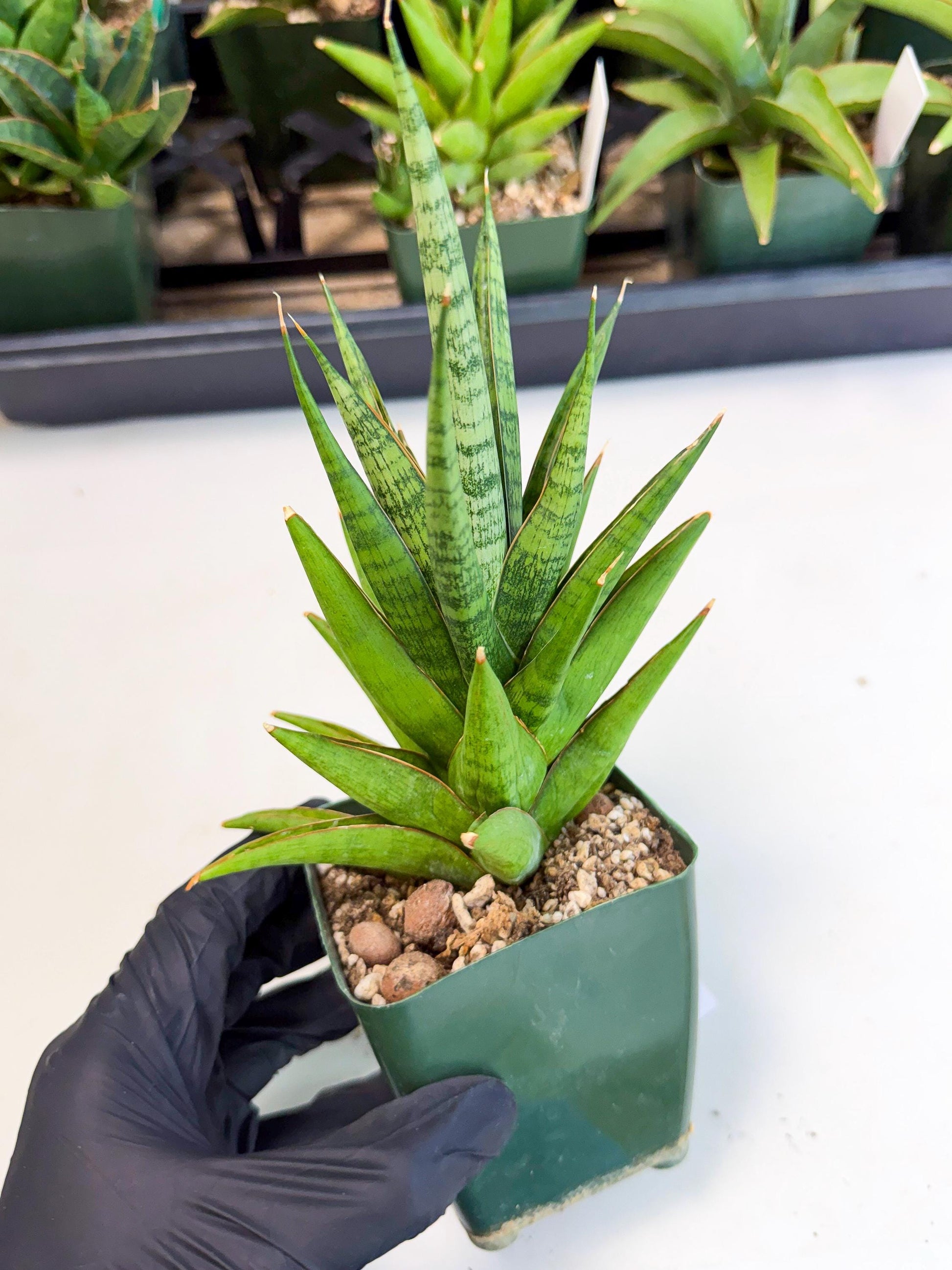 Sansevieria Rock Man (xl3) (3) | Rare Hybrids