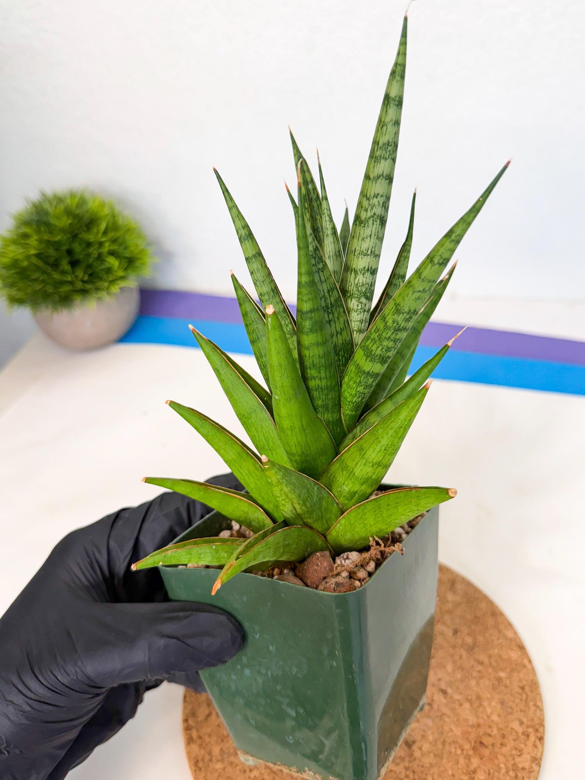 Sansevieria Rock Man (xl3) (3) | Rare Hybrids