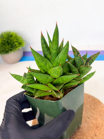Sansevieria Rock Man (xl3) (4) | Rare Hybrids
