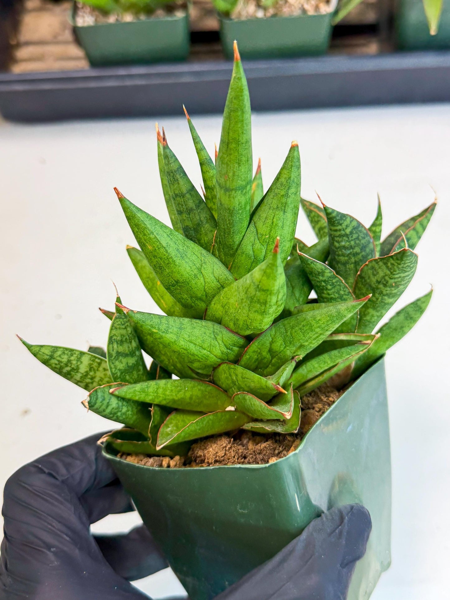 Sansevieria Rock Man (xl3) (4) | Rare Hybrids