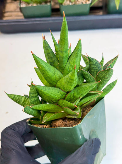 Sansevieria Rock Man (xl3) (4) | Rare Hybrids