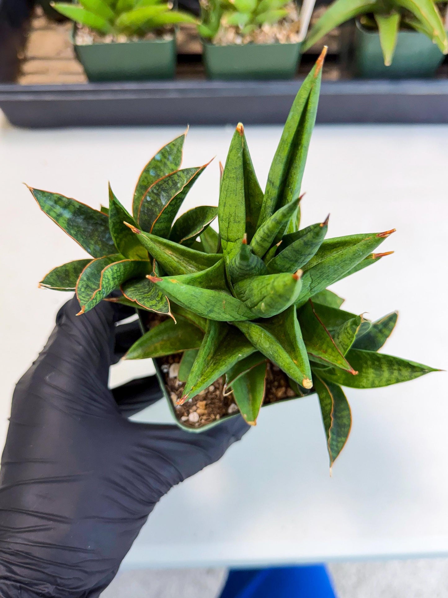 Sansevieria Rock Man (xl3) (4) | Rare Hybrids