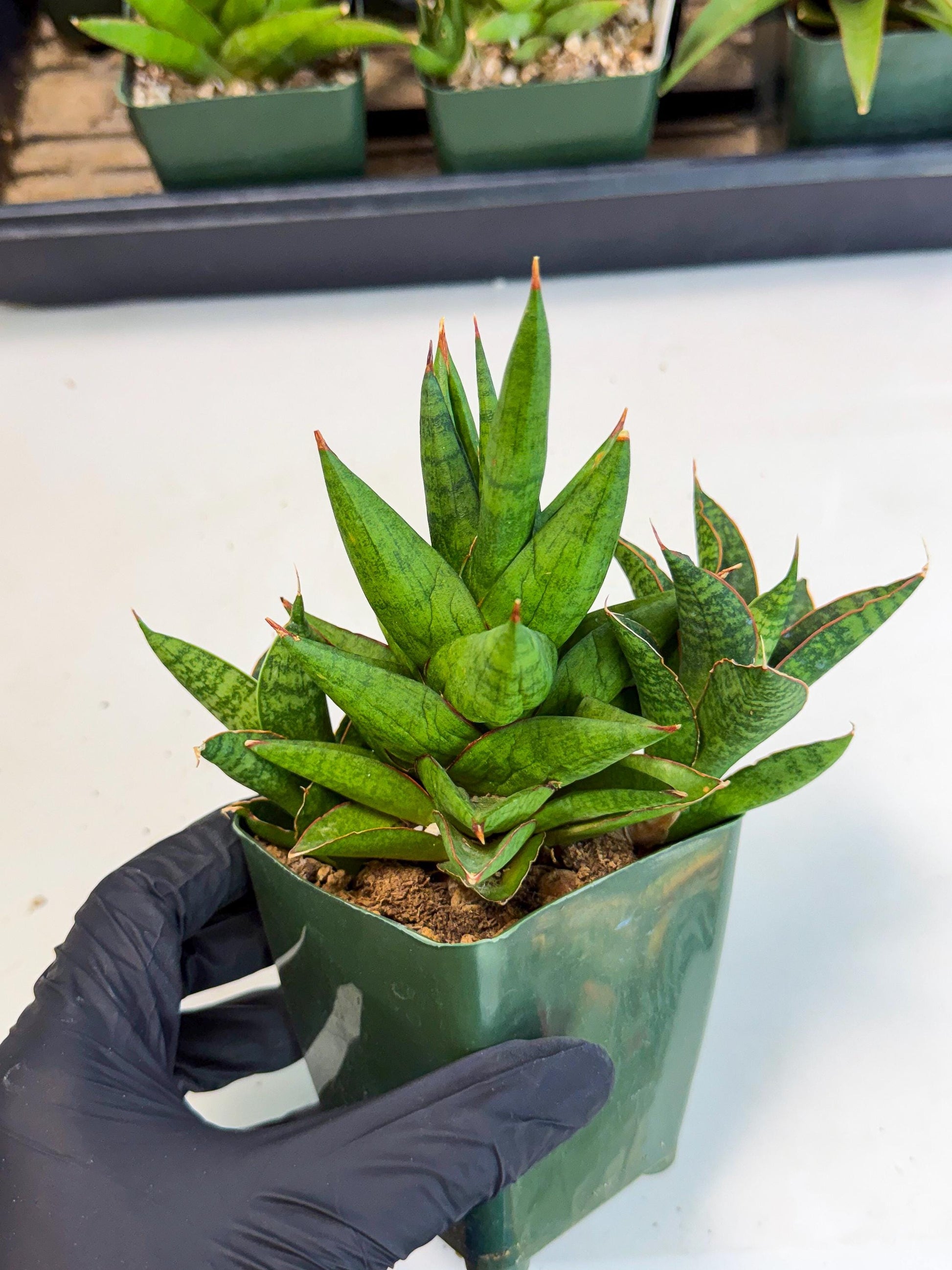 Sansevieria Rock Man (xl3) (4) | Rare Hybrids
