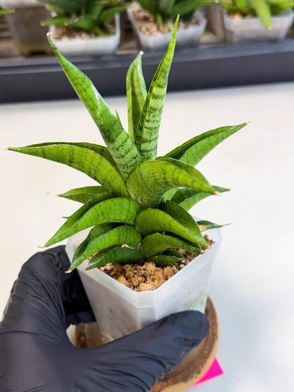 Sansevieria Soursop (ca1) (p) | Rare Import