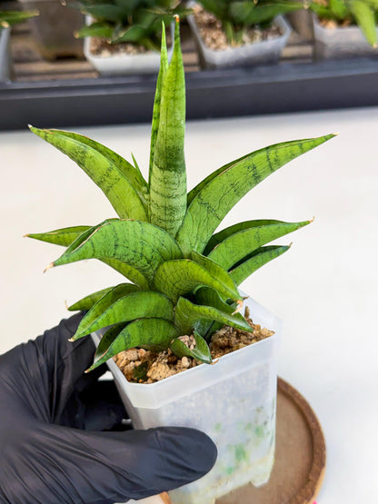 Sansevieria Soursop (ca1) (p) | Rare Import