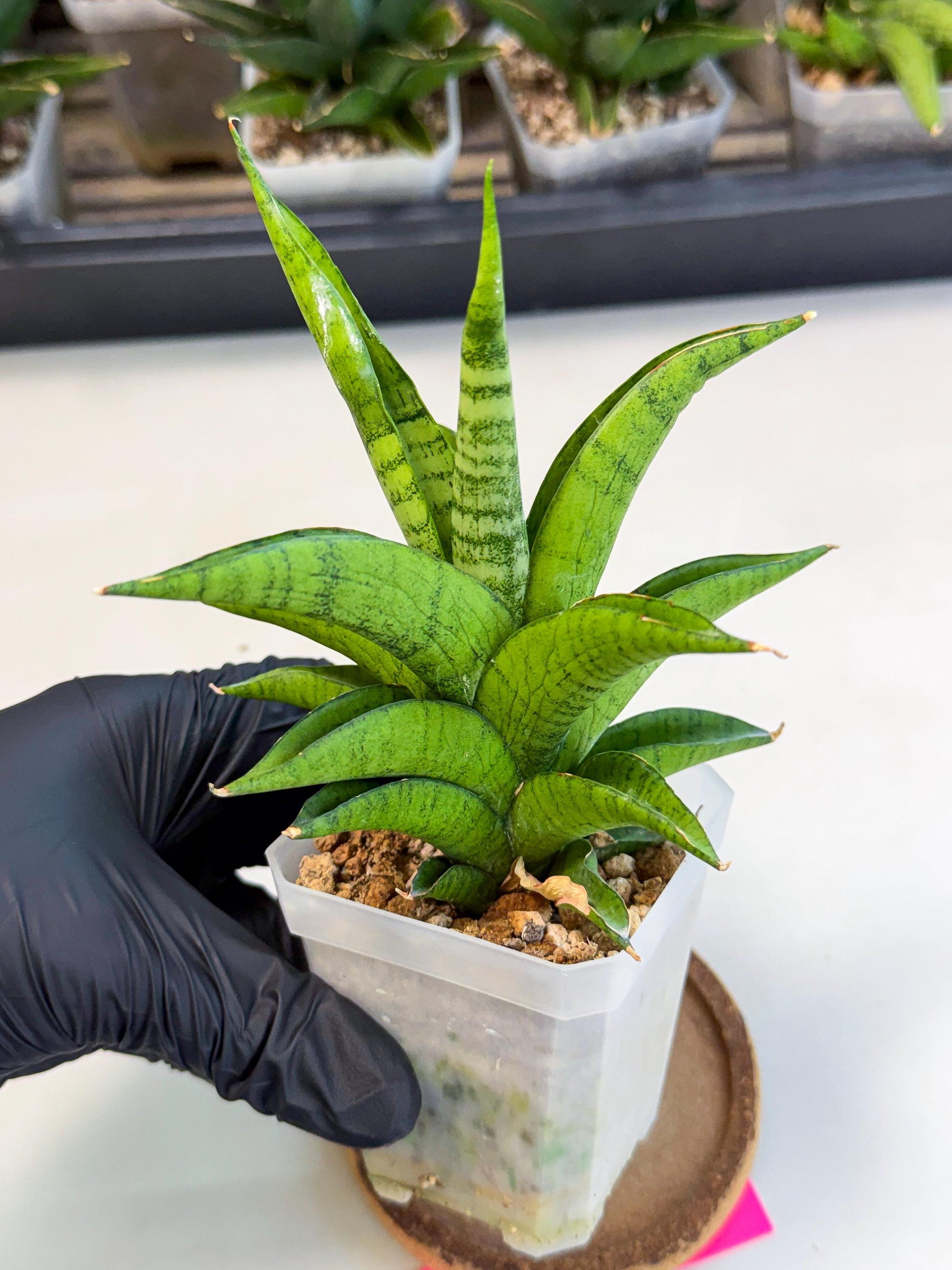 Sansevieria Soursop (ca1) (p) | Rare Import