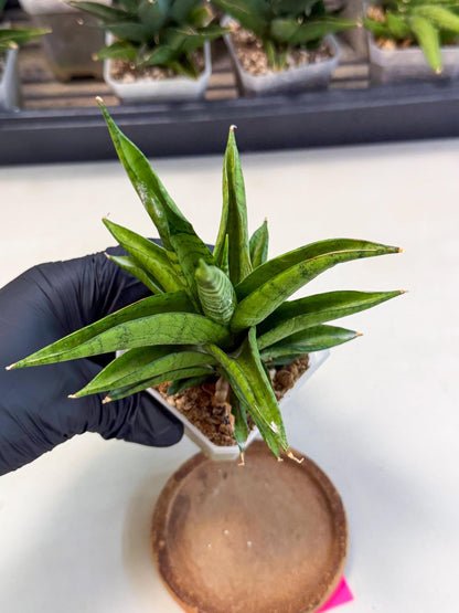 Sansevieria Soursop (ca1) (p) | Rare Import