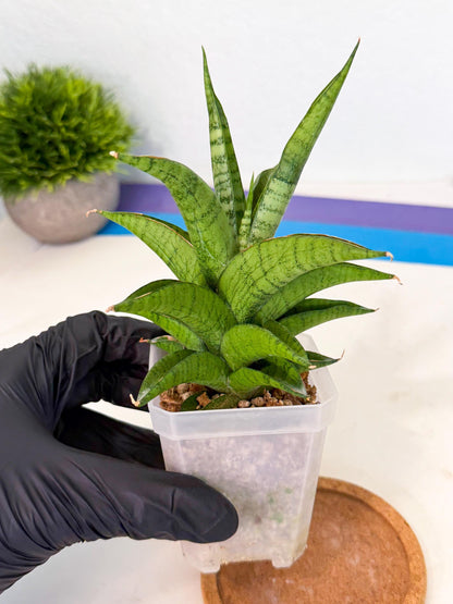 Sansevieria Soursop (ca1) (p) | Rare Import