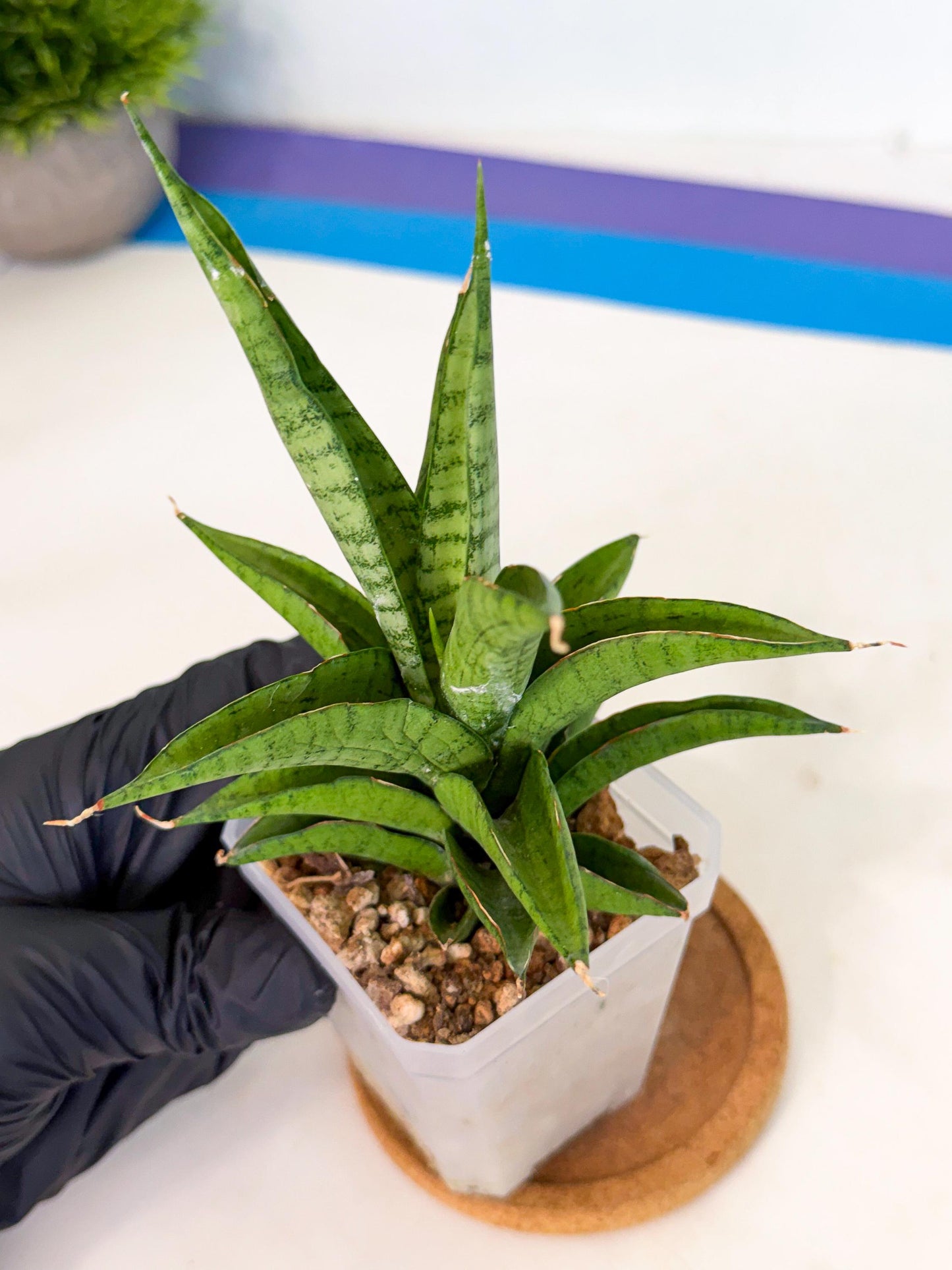 Sansevieria Soursop (ca1) (y) | Rare Import