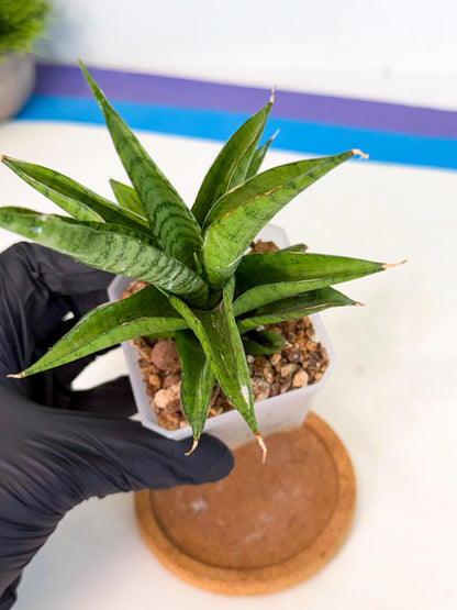 Sansevieria Soursop (ca1) (y) | Rare Import