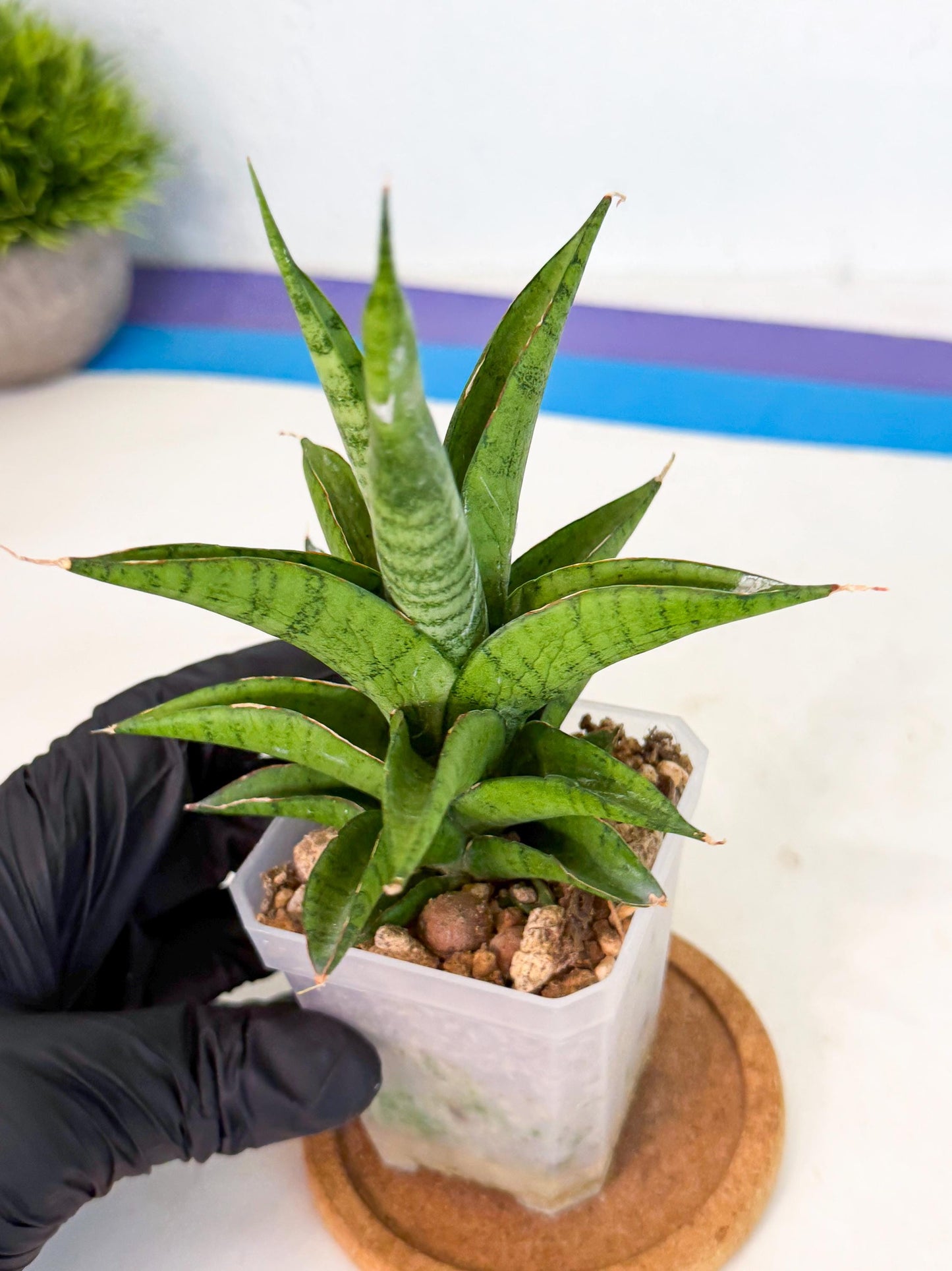 Sansevieria Soursop (ca1) (y) | Rare Import
