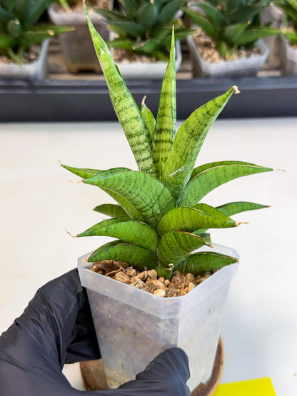 Sansevieria Soursop (ca1) (y) | Rare Import