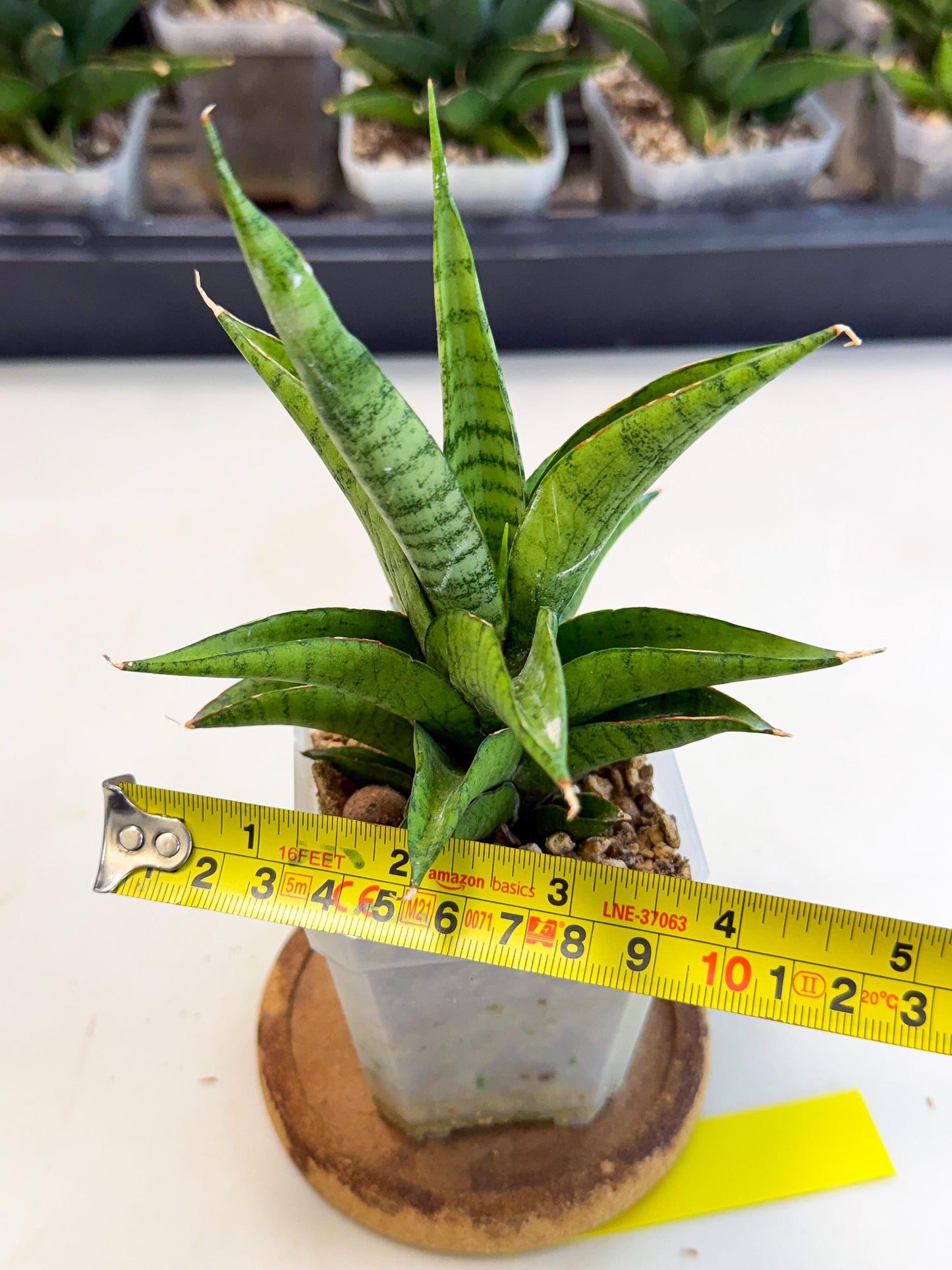 Sansevieria Soursop (ca1) (y) | Rare Import