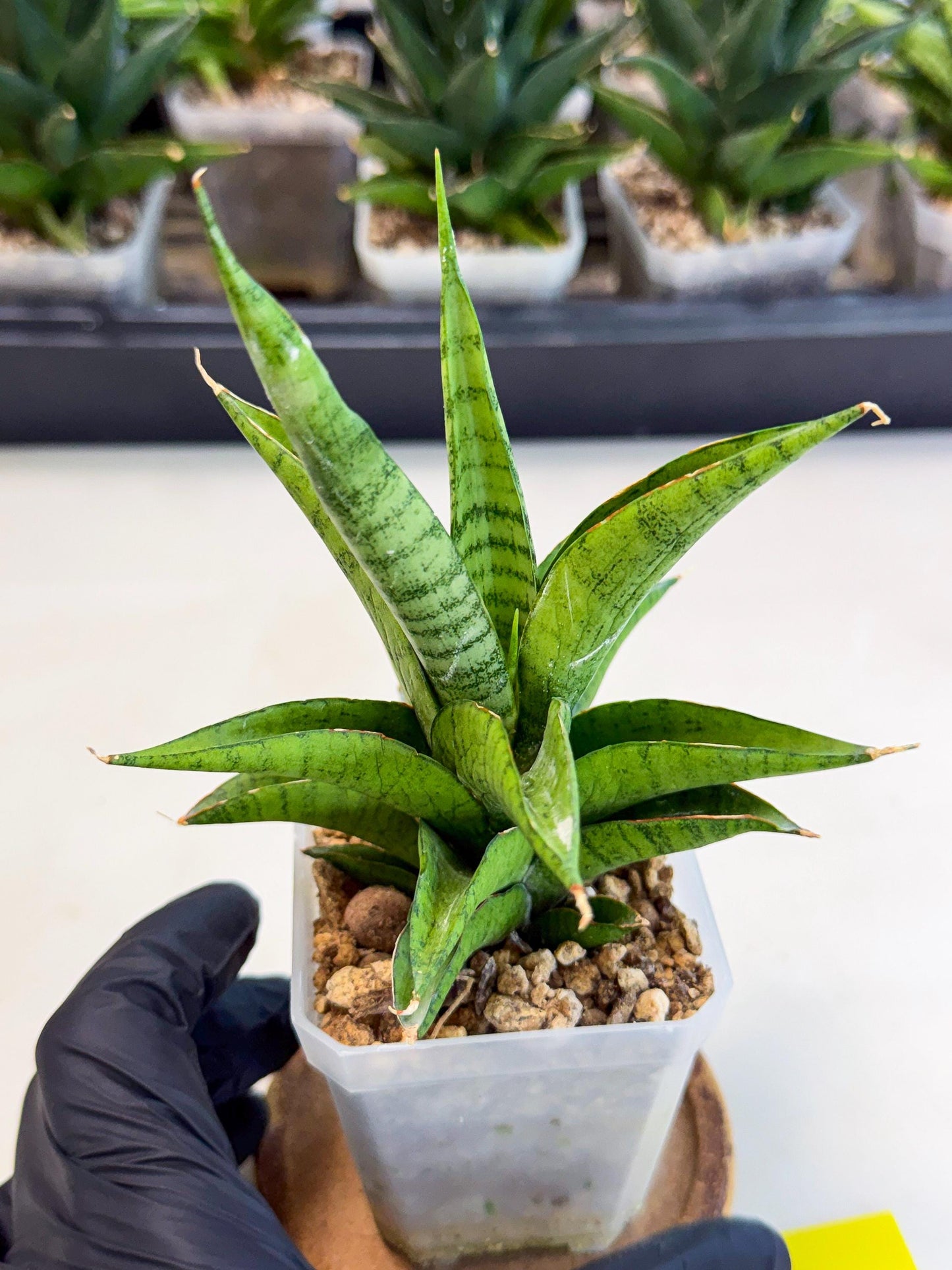 Sansevieria Soursop (ca1) (y) | Rare Import
