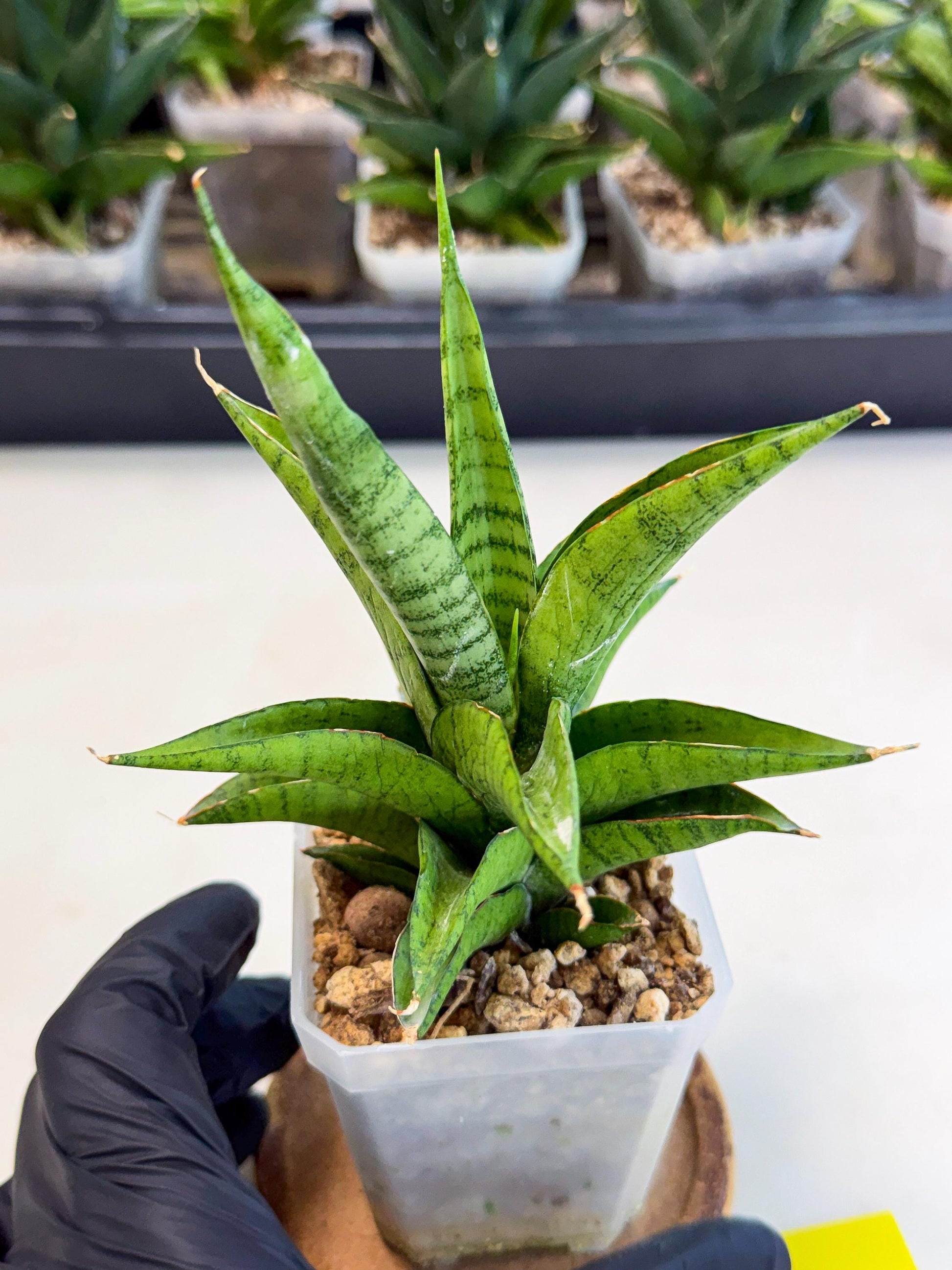 Sansevieria Soursop (ca1) (y) | Rare Import