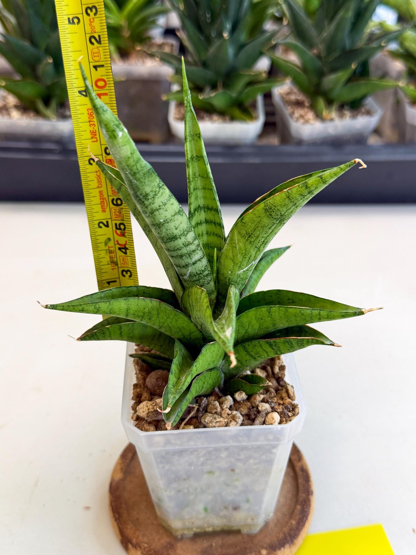 Sansevieria Soursop (ca1) (y) | Rare Import