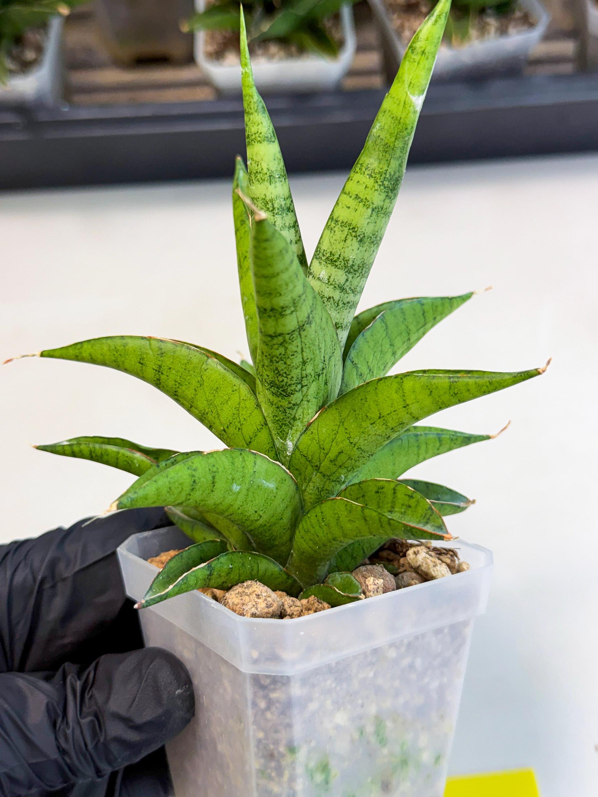 Sansevieria Soursop (ca1) (y) | Rare Import