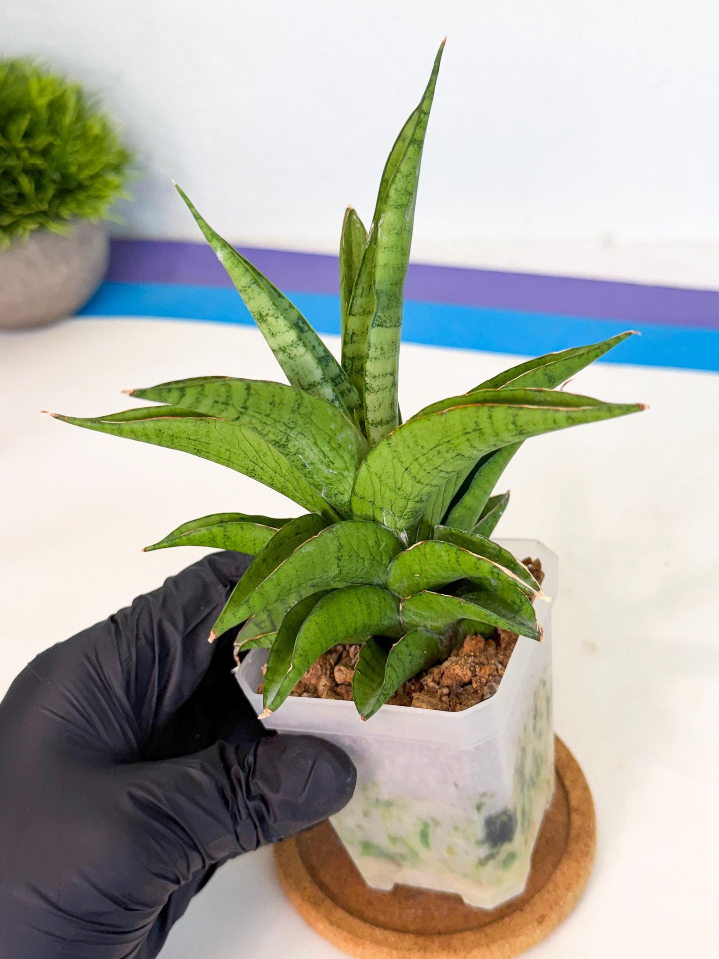 Sansevieria Soursop (ca1) (b) | Rare Import