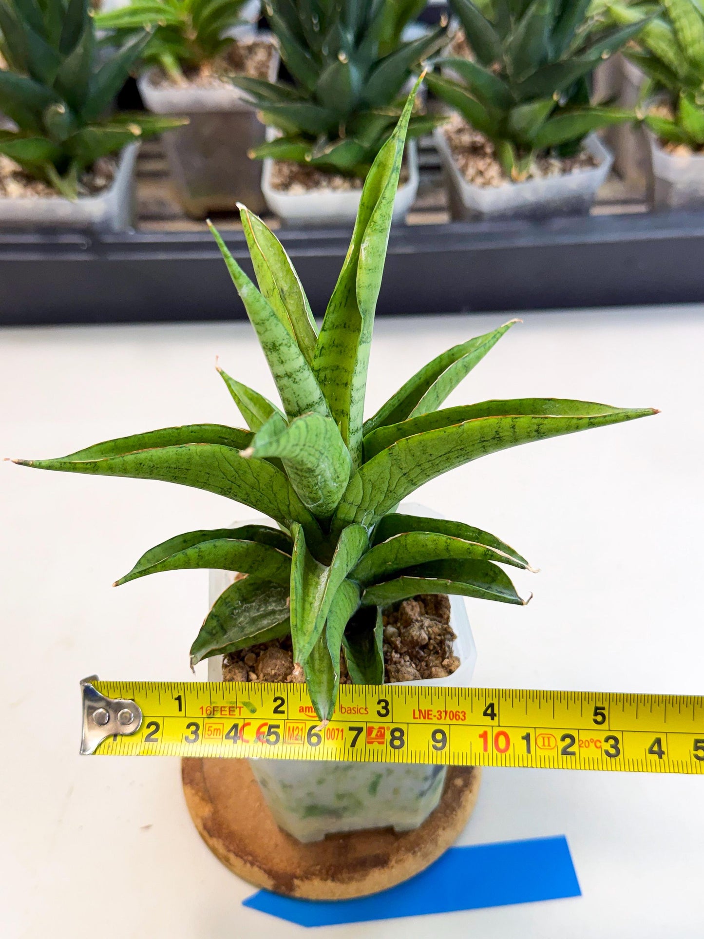 Sansevieria Soursop (ca1) (b) | Rare Import
