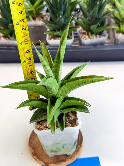 Sansevieria Soursop (ca1) (b) | Rare Import
