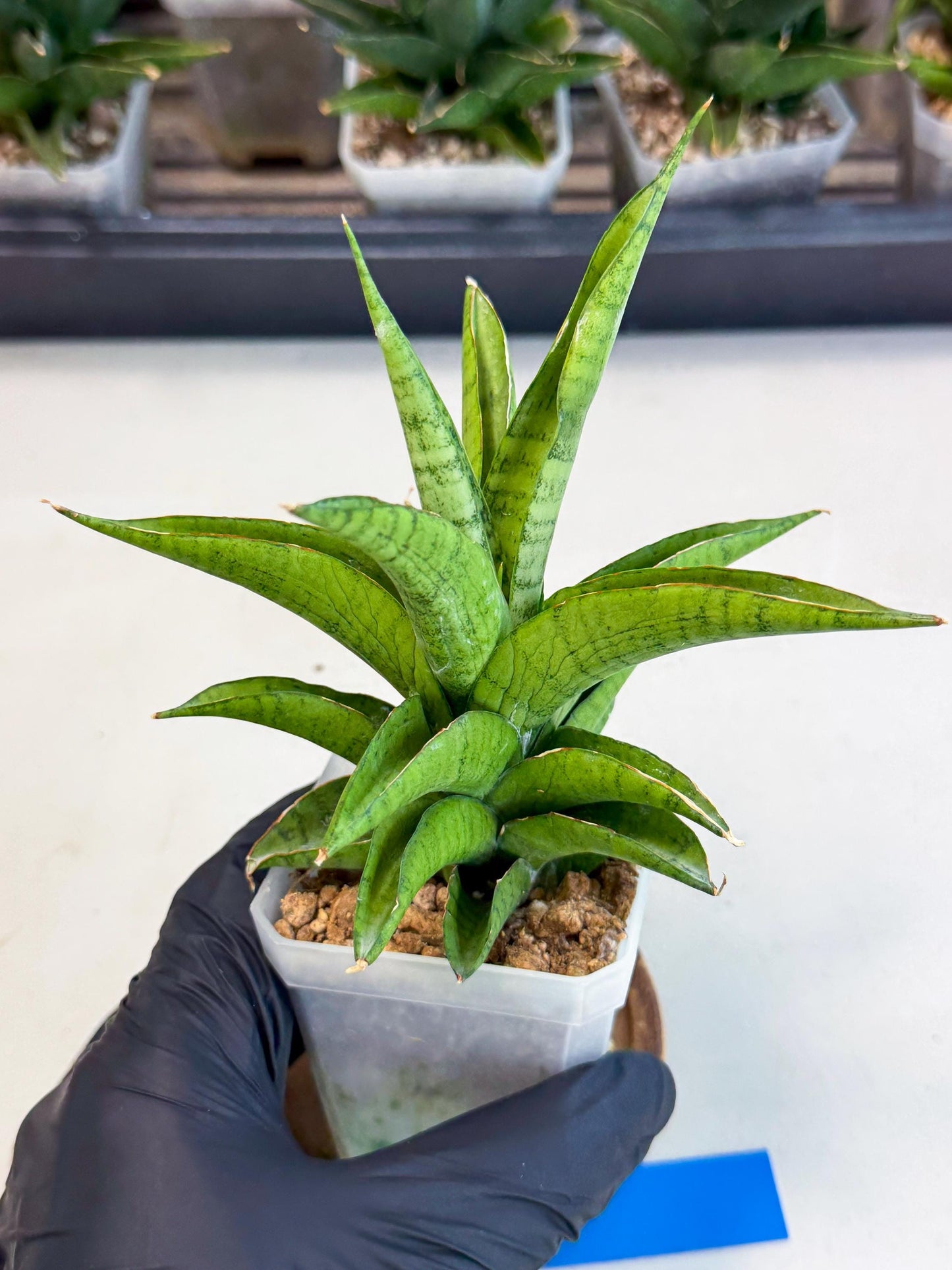 Sansevieria Soursop (ca1) (b) | Rare Import
