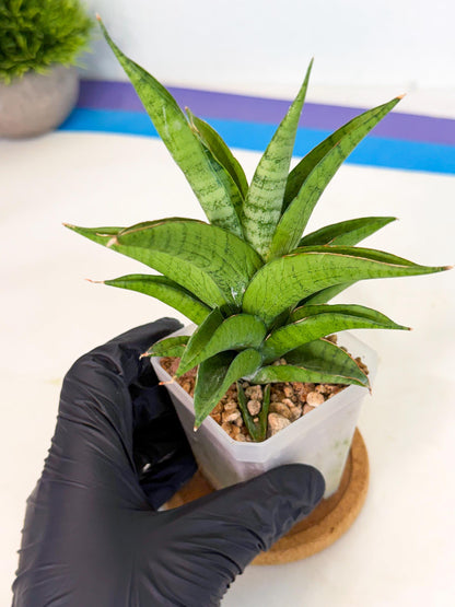 Sansevieria Soursop (ca1) (b) | Rare Import
