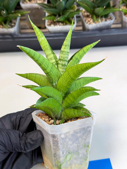 Sansevieria Soursop (ca1) (b) | Rare Import