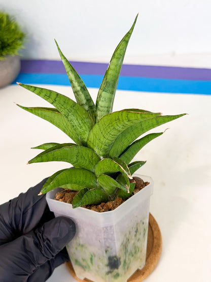 Sansevieria Soursop (ca1) (b) | Rare Import