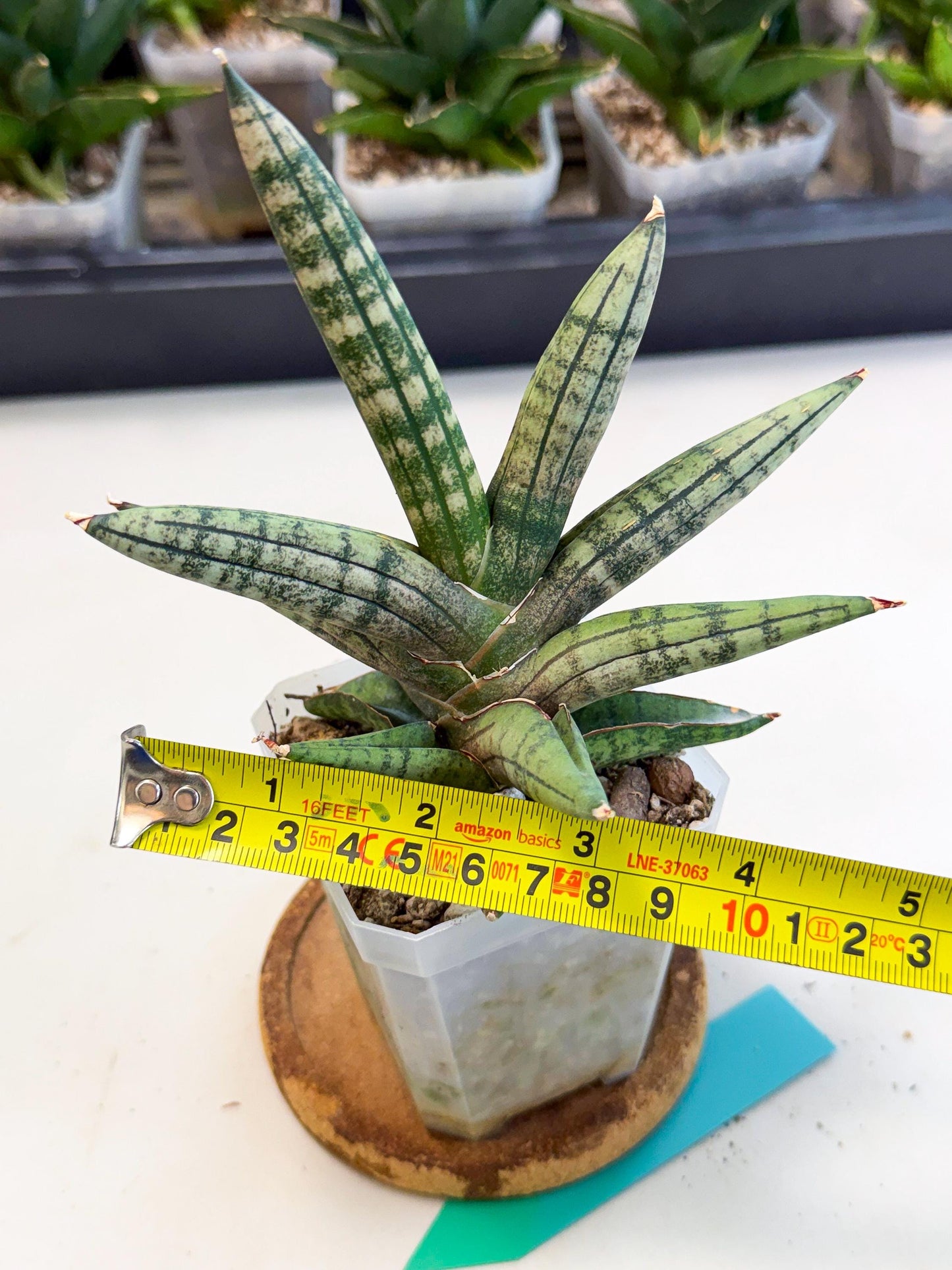Sansevieria Pink Hand (ca1) (g) | Rare Hybrids