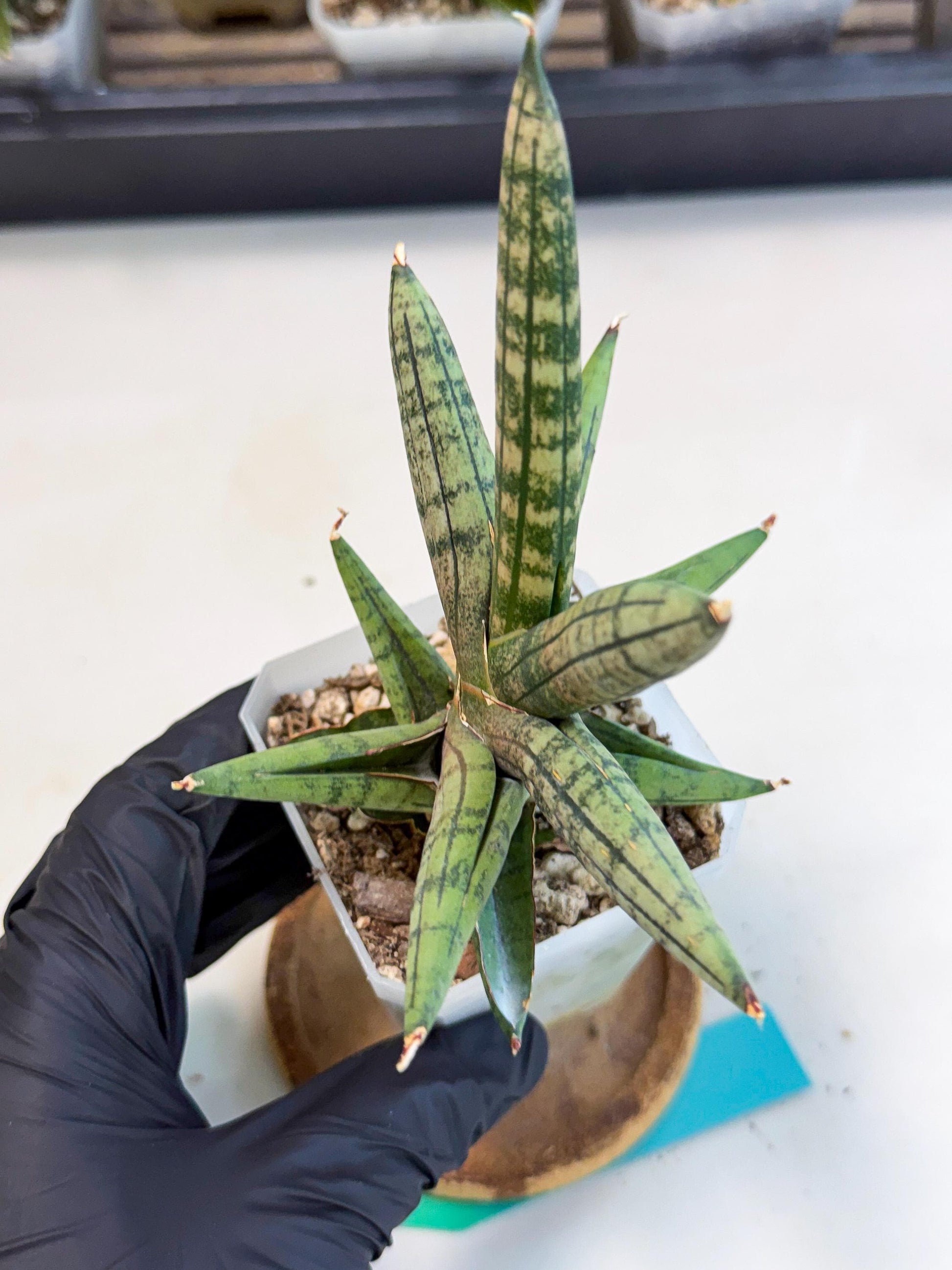 Sansevieria Pink Hand (ca1) (g) | Rare Hybrids