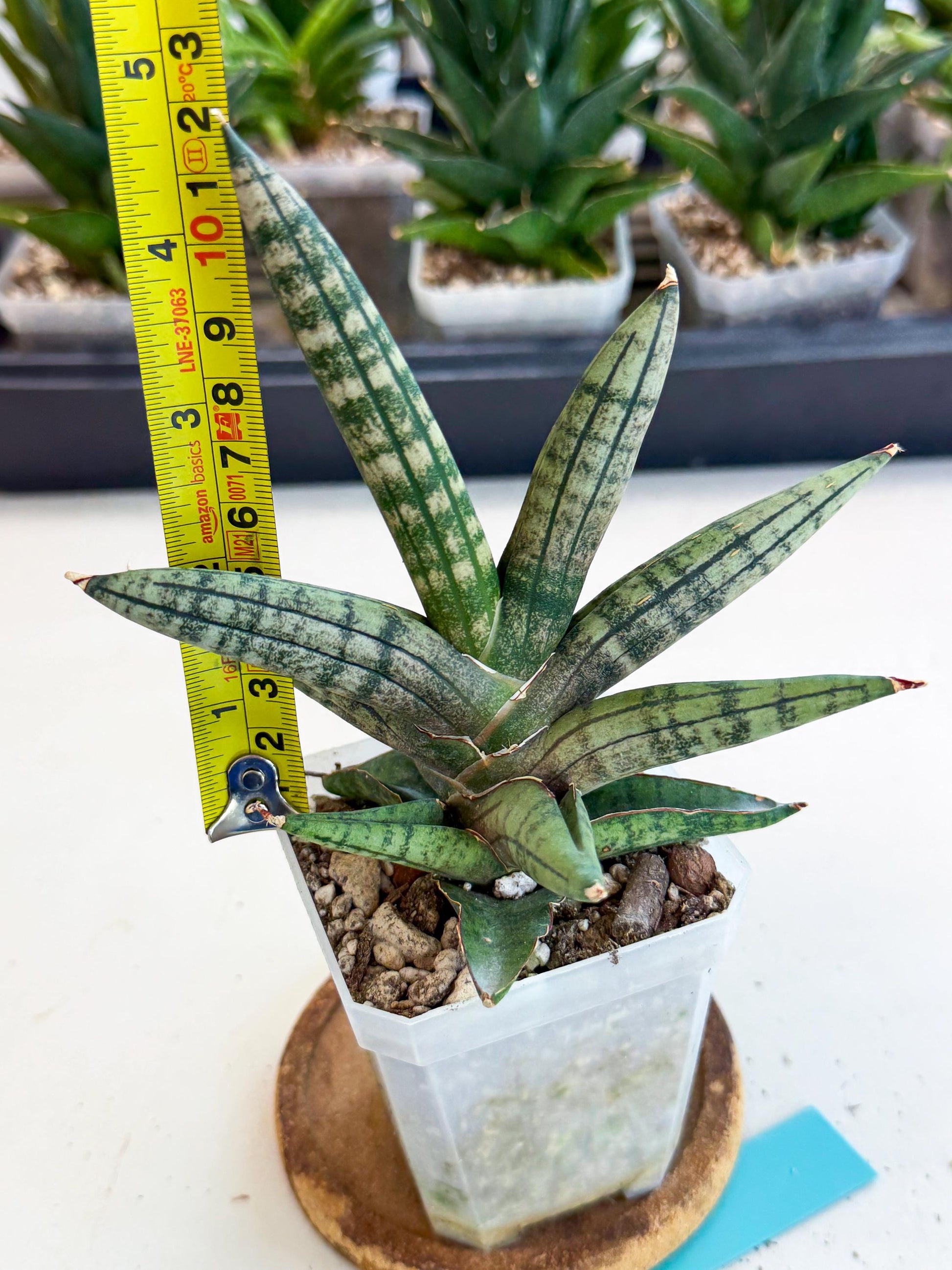 Sansevieria Pink Hand (ca1) (g) | Rare Hybrids