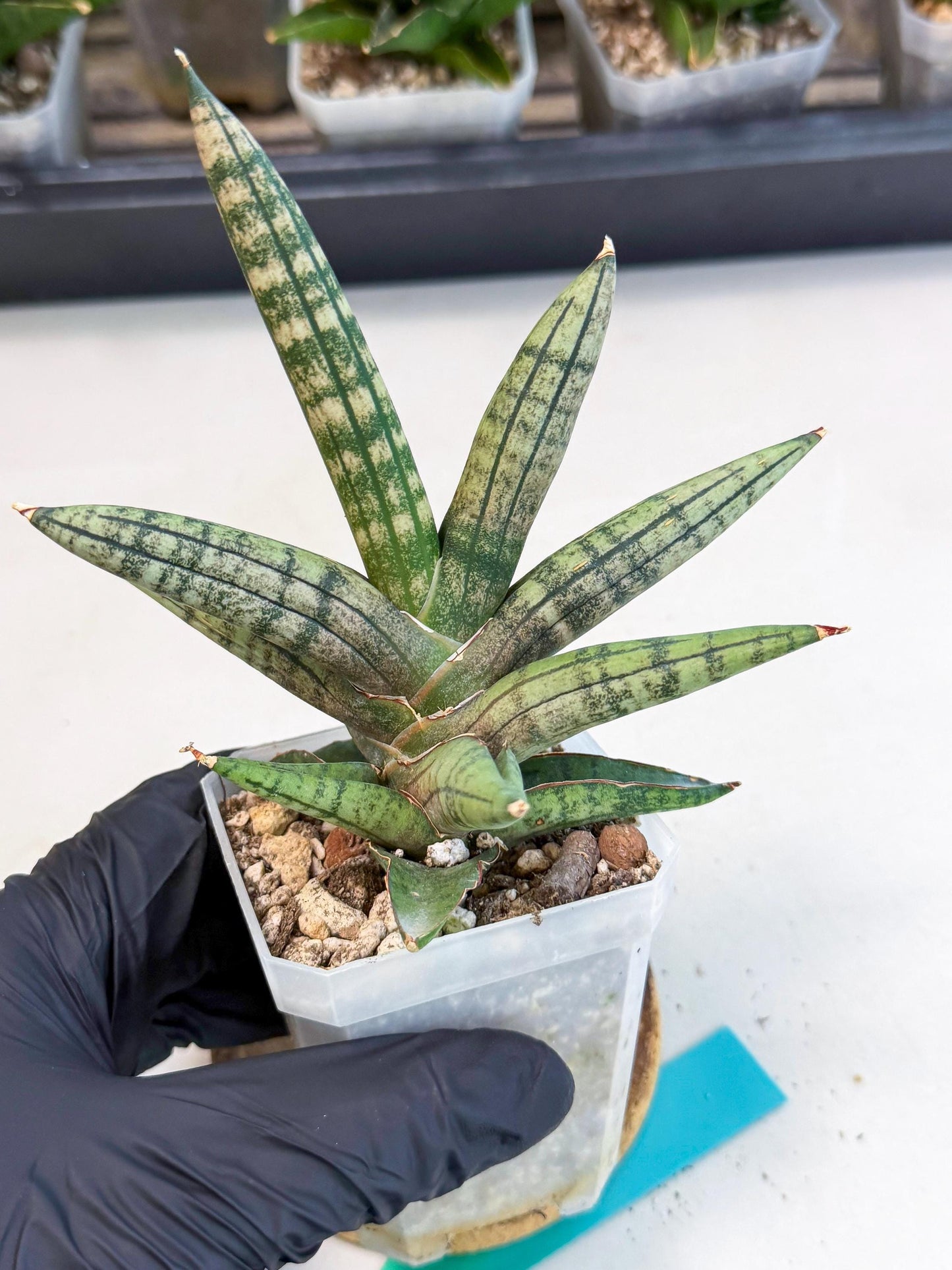 Sansevieria Pink Hand (ca1) (g) | Rare Hybrids