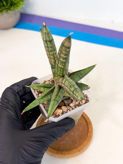Sansevieria Pink Hand (ca1) (g) | Rare Hybrids