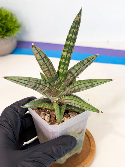 Sansevieria Pink Hand (ca1) (g) | Rare Hybrids