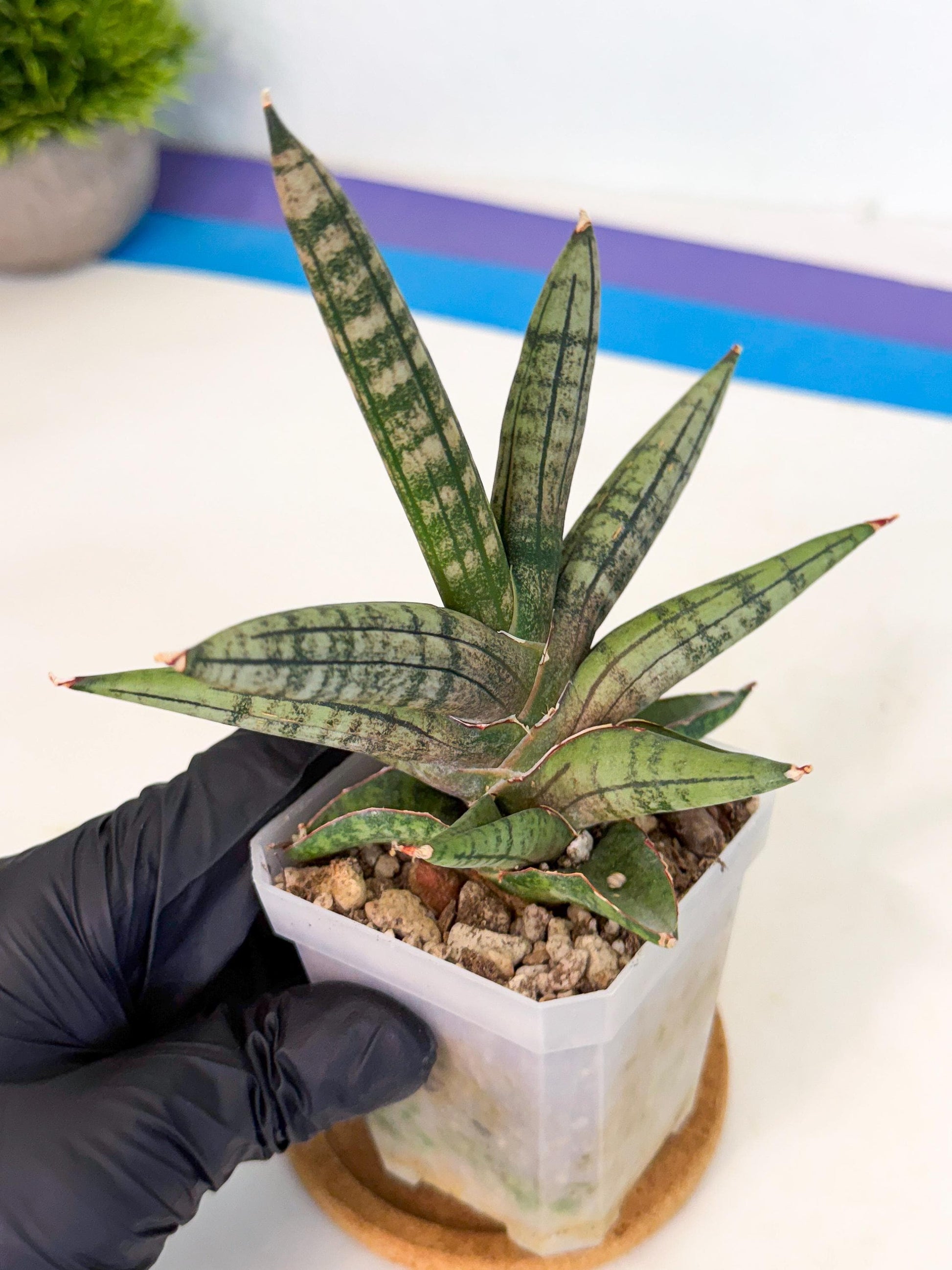 Sansevieria Pink Hand (ca1) (g) | Rare Hybrids