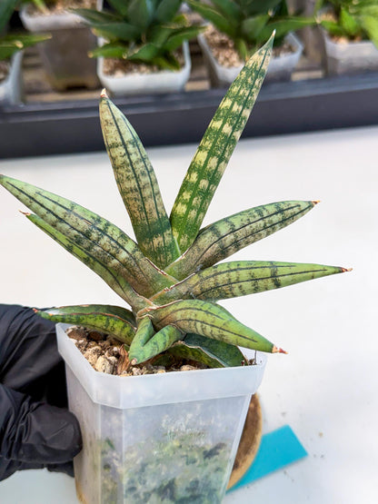Sansevieria Pink Hand (ca1) (g) | Rare Hybrids