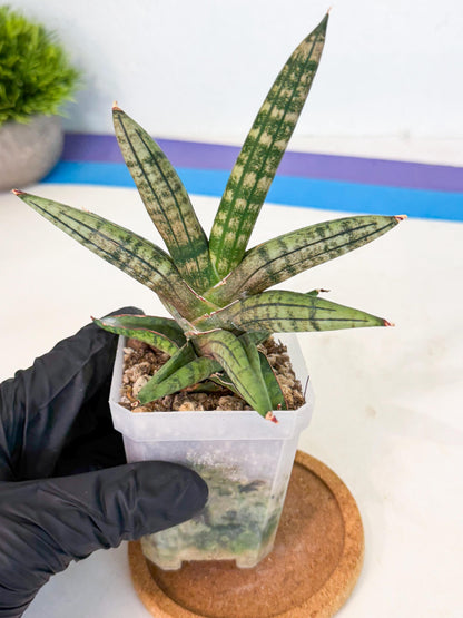 Sansevieria Pink Hand (ca1) (g) | Rare Hybrids